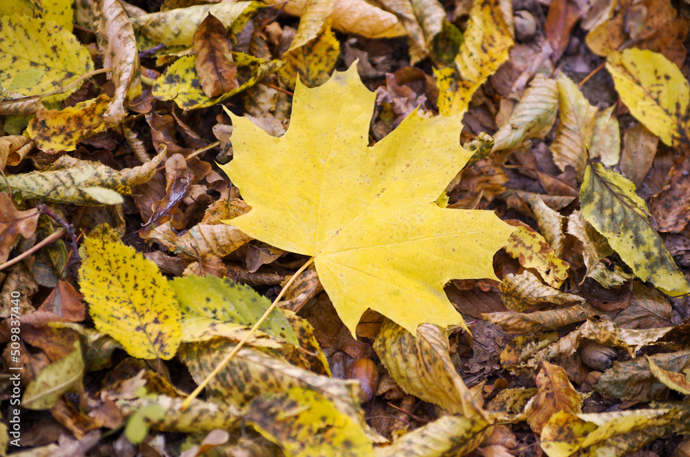 background texture of yellow leaves autumn leaf background background texture of yellow leaves autumn leaf background