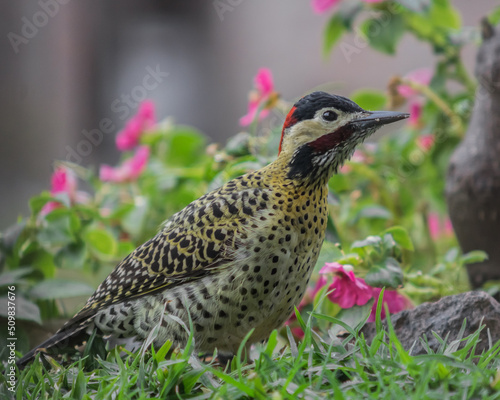 Royal Woodpecker or Colaptes melanochloros photo