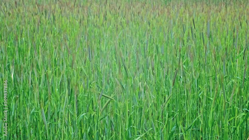 Early Growth Grain Wheat Barley Field Early Growth Grain Wheat Barley Field