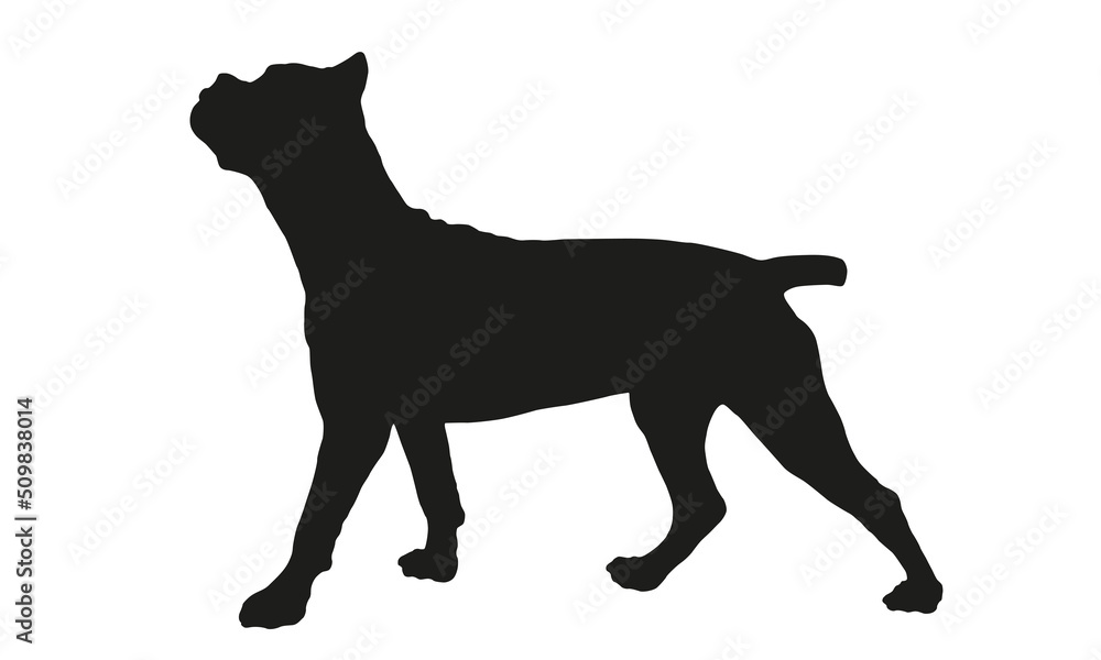 Standing cane corso italiano puppy. Italian corso dog or italian mastiff. Black dog silhouette. Pet animals. Isolated on a white background.