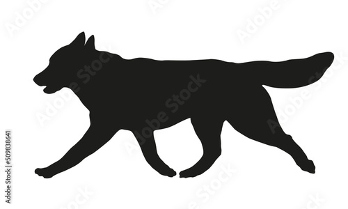 Black dog silhouette. Running siberian husky puppy. Pet animals. Isolated on a white background. photo