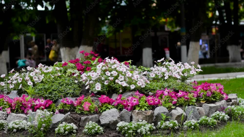 Small town street. Urban landscape. Flowerbed with flowers on the background of the street with cars and pedestrians Small town street. Urban landscape. Flowerbed with flowers on the background of the street with cars and pedestrians