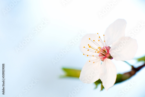 White flowers of cherry blossoms on a branch on a light background