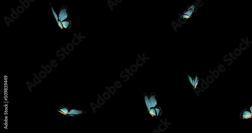 Animated blue butterflies on an alpha channel. photo