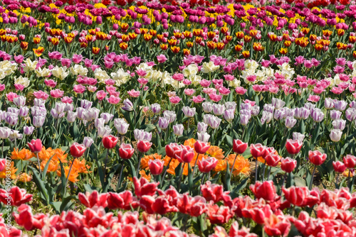 Wallpaper Mural View on a field of cultivation of different varieties of blooming tulips in early spring. Collegno, Italy. Torontodigital.ca