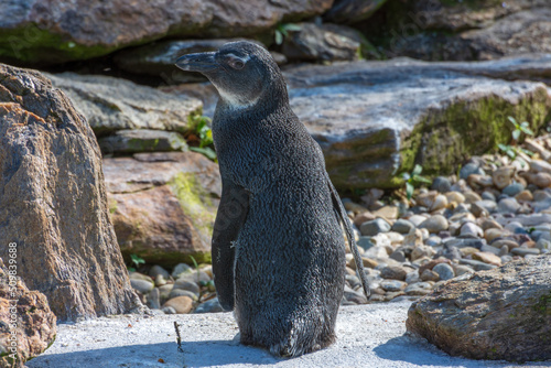 Galápagos-Pinguin im Straubinger Zoo photo