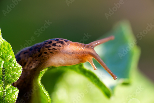 Snail without shell. Leopard slug Limax maximus, family Limacidae, crawls on green leaves. Spring, Ukraine, May