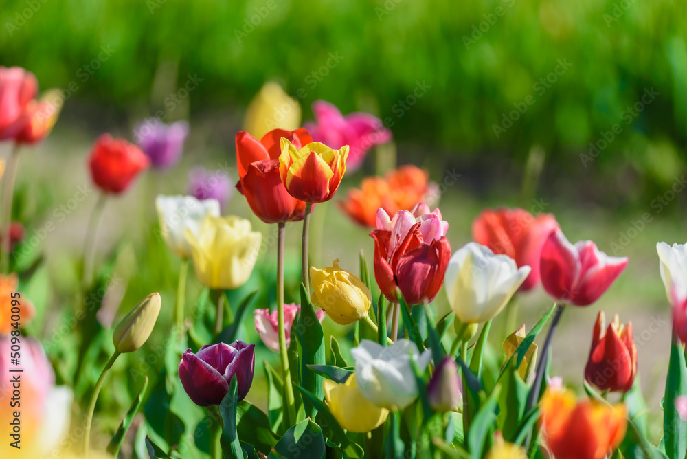 View on a field of cultivation of different varieties of blooming tulips in early spring. Collegno, Italy. View on a field of cultivation of different varieties of blooming tulips in early spring. Collegno, Italy.