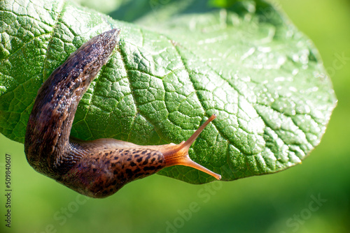 Snail without shell. Leopard slug Limax maximus, family Limacidae, crawls on green leaves. Spring, Ukraine, May photo