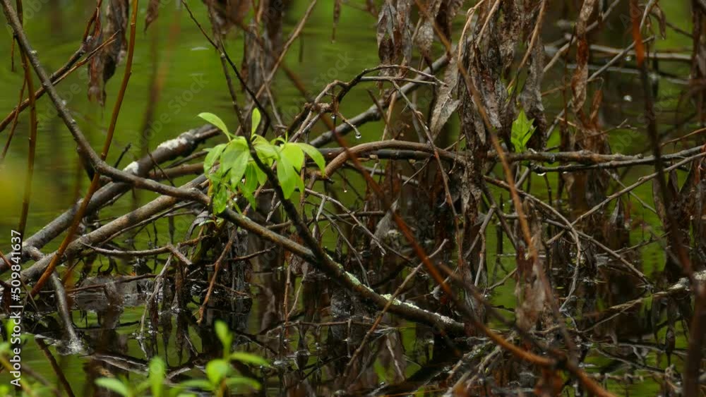 Canada Warbler bird jumping over fallen branches in a wetland, water reflecting spring greenery on a calm day Canada Warbler bird jumping over fallen branches in a wetland, water reflecting spring greenery on a calm day
