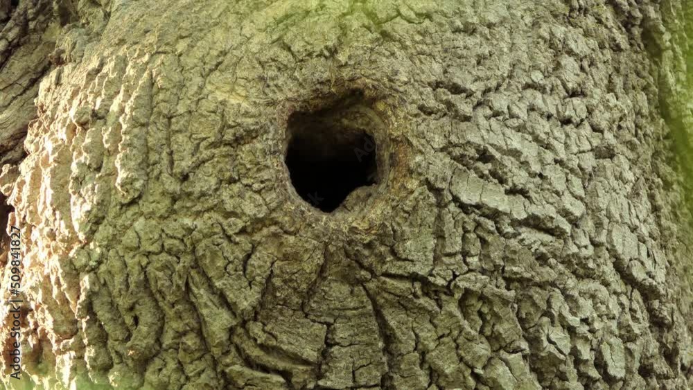 White breasted nuthatch carrying worm into hollow hole of mossy green woodland tree trunk White breasted nuthatch carrying worm into hollow hole of mossy green woodland tree trunk