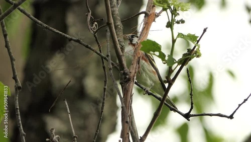 Wallpaper Mural Chestnut sided warbler bird perched on branch with thin twig in beak at daytime Torontodigital.ca