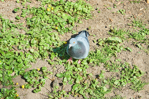 The pigeon walks through the park in search of food.