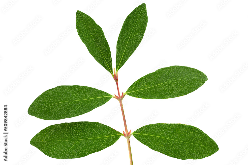 Fototapeta premium Honeysuckle berry leaf closeup