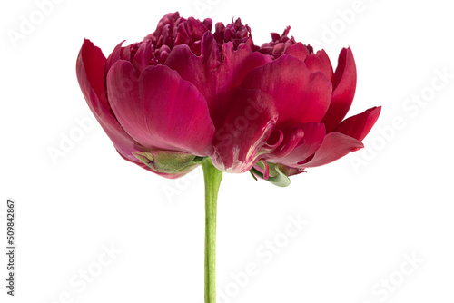 Pink peony flower