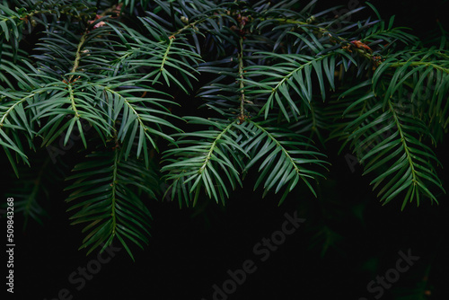 Branches of a yew plant on a dark background. Photo of nature.