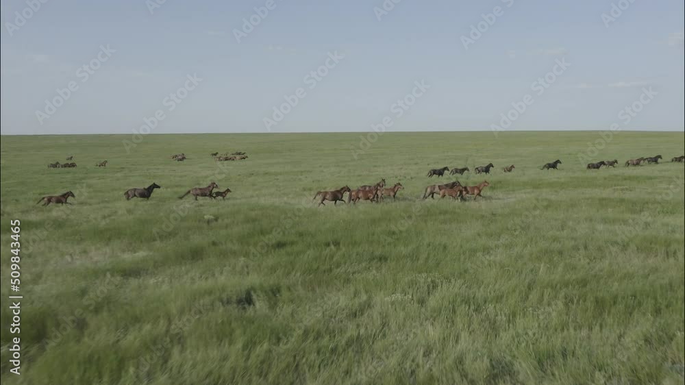 Wild Horses Running, Wild mustangs run on the green grass. Herd of horses, mustangs running on steppes aerial view. Slow motion no color grading, 10 bit DJI DLog-M profile video Wild Horses Running, Wild mustangs run on the green grass. Herd of horses, mustangs running on steppes aerial view. Slow motion no color grading, 10 bit DJI DLog-M profile video