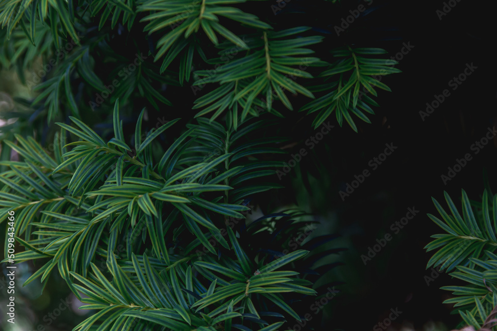 Branches of a yew plant on a dark background. Photo of nature.