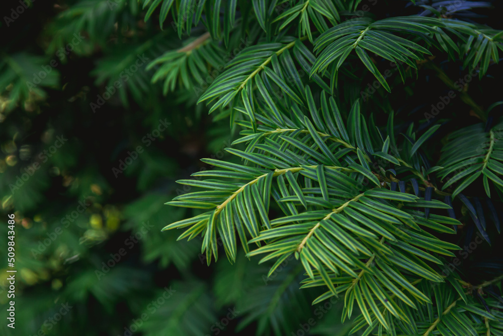 Branches of a yew plant on a dark background. Photo of nature. Branches of a yew plant on a dark background. Photo of nature.