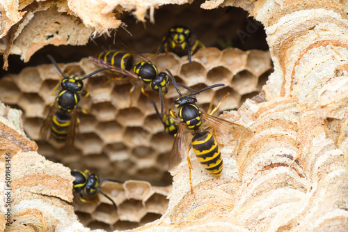 Foto Close up of a wasp nest colony