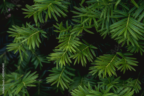 Branches of a yew plant on a dark background. Photo of nature.