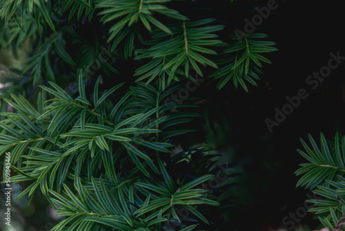 Branches of a yew plant on a dark background. Photo of nature.