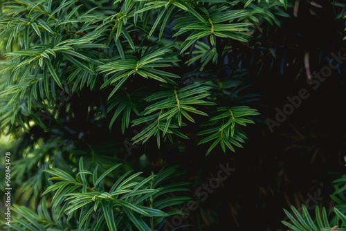 Branches of a yew plant on a dark background. Photo of nature.