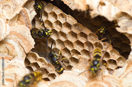Fotografering Close up of a wasp nest colony
