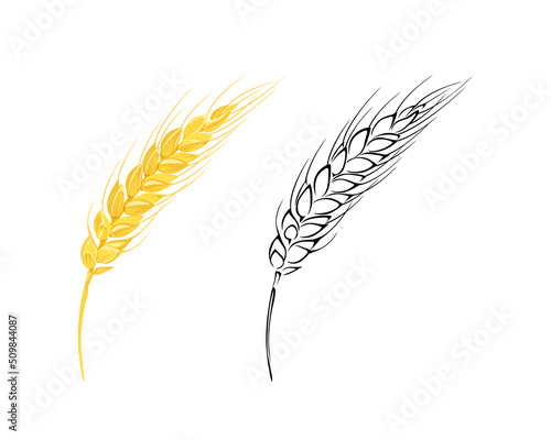 Wheat ears. Vector color illustration and outline of agricultural plant.