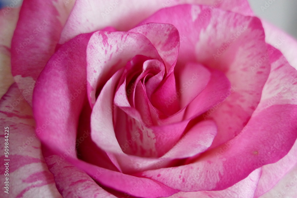 coloured pics of a large variety of flowers coloured pics of a large variety of flowers