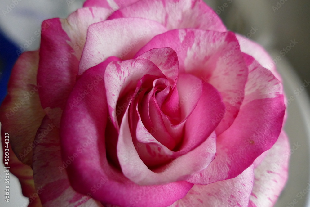 coloured pics of a large variety of flowers coloured pics of a large variety of flowers