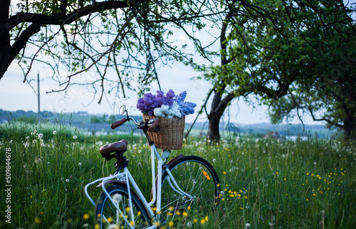 vintage bike with a bouquet of lilac flowers in the wicker basket in the spring blooming apple garden