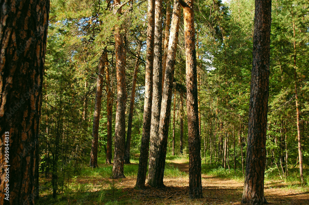 Trunks of pine trees illuminated by sunlight in a green coniferous pine forest in summer