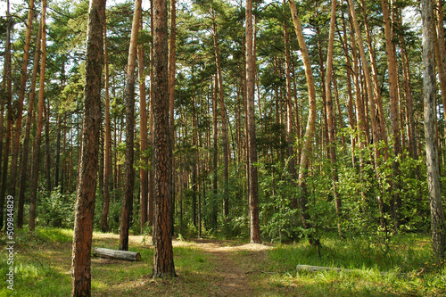 Various types of pine trunks in the green thicket of a coniferous forest illuminated by sunlight