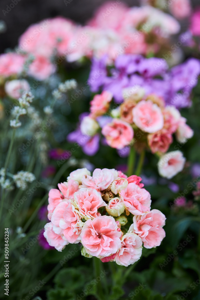 Pink flower head (inflorescence) of pelargonium, also known as geranium, or storksbill. Potted pink Pelargonium flowers (Pelargonium hortorum) in the garden Pink flower head (inflorescence) of pelargonium, also known as geranium, or storksbill. Potted pink Pelargonium flowers (Pelargonium hortorum) in the garden