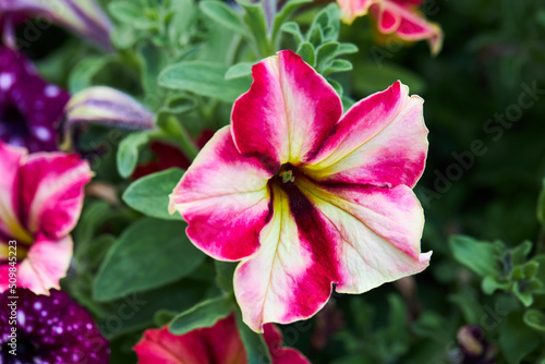 Colorful pink and white petunia flowers. Floral background with blooming petunias (Petunia hybrida)