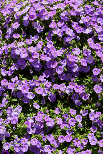 Plenty of Purple Petunia flowers blooming in the garden. Closeup Petunia flowers.