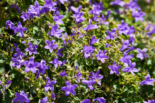 Campanula portenschlagiana (Dalmatian bellflower or Adria bellflower or Wall bellflower) is small blue flowering plant