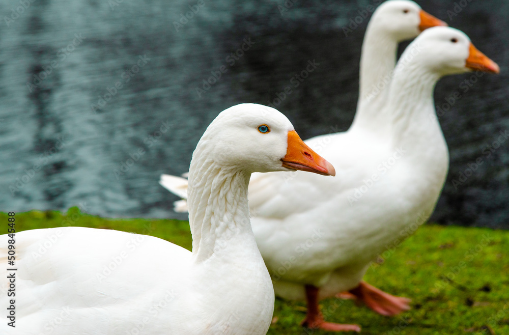 White geese on green grass on the shore of a pond with an orange beak and blue eyes