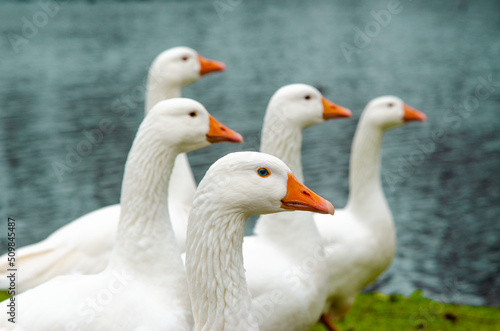 White geese on green grass on the shore of a pond with an orange beak and blue eyes