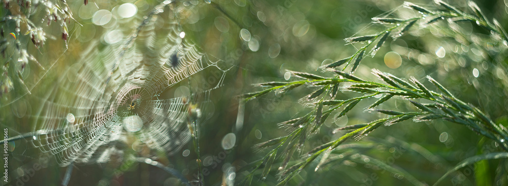 dewy grass on a morning meadow with beautiful light bokeh