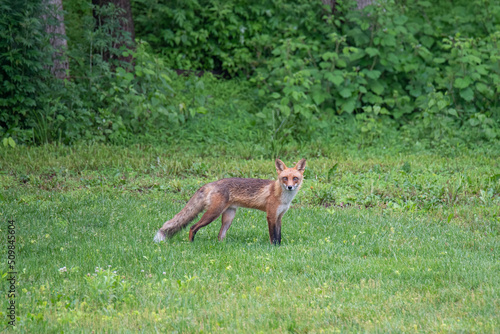 Fox in the backyard © Michael O'Neill