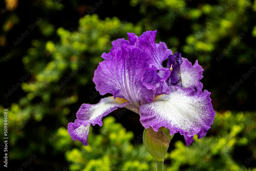 Single Reblooming German Iris Hemstitched iris - White, ruffled petals with a purple rim and yellow beard against bokeh green background - copy space
