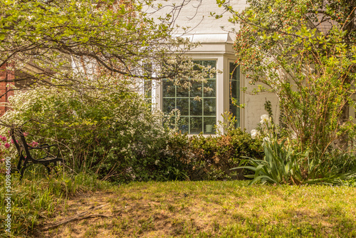 Classic white bay window in overgrown yard with blooming bushes and iris in Springtime