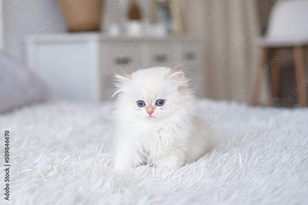 White longhair british kitten