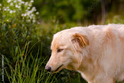 Yellow dog with long fur eating grass