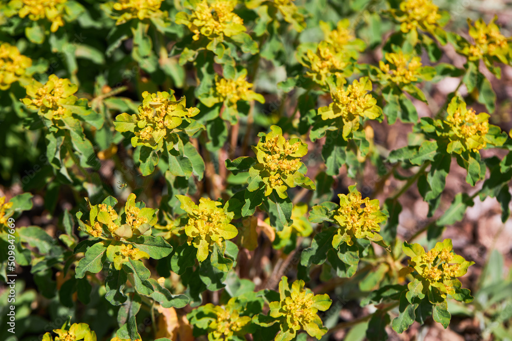 Closeup of flowers of greater cushion spurge, Euphorbia epithymoides 'Major' blooming in spring Closeup of flowers of greater cushion spurge, Euphorbia epithymoides 'Major' blooming in spring