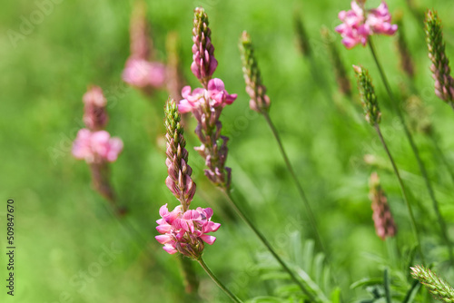 Sainfoin  Onobrychis viciifolia  growing in the grassland. Common sainfoin fowering in summer