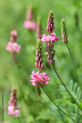 Sainfoin  Onobrychis viciifolia  growing in the grassland. Common sainfoin fowering in summer