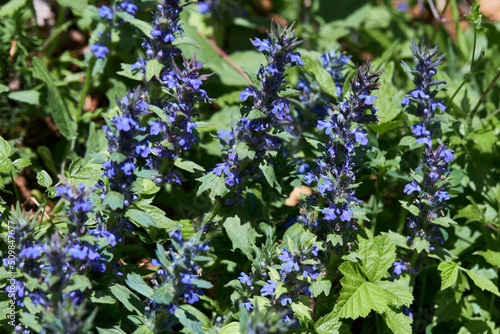Creeping bugle (Ajuga reptans) is used in folk medicine for asthma and to accelerate healing, when hoarseness or sore throat. This plant is spreading by the forest road  photo